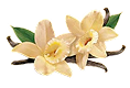 Huile de massage vanille